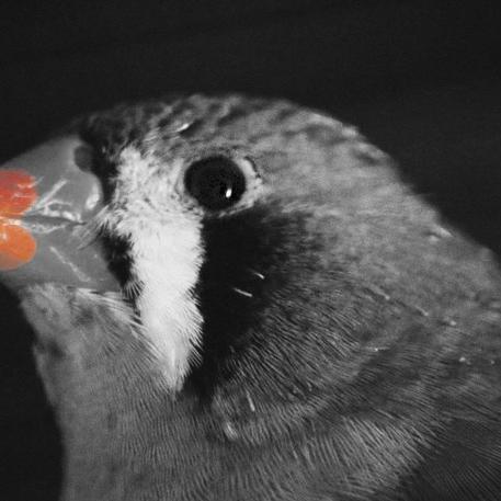 Mandarin