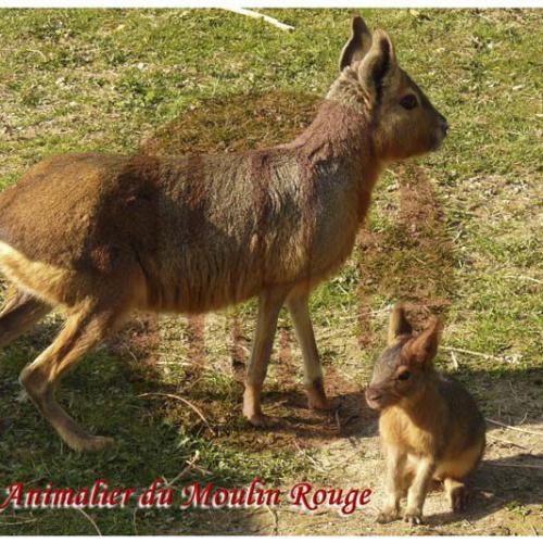 Mara ou lièvre de Patagonie